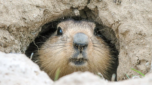 Groundhog coming out of hole