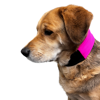 Hot Pink PupBand Wrap