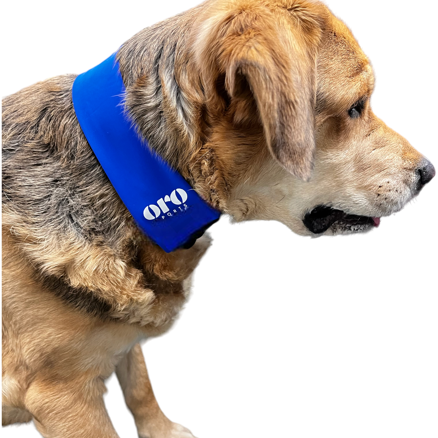Pet cooling collar discount