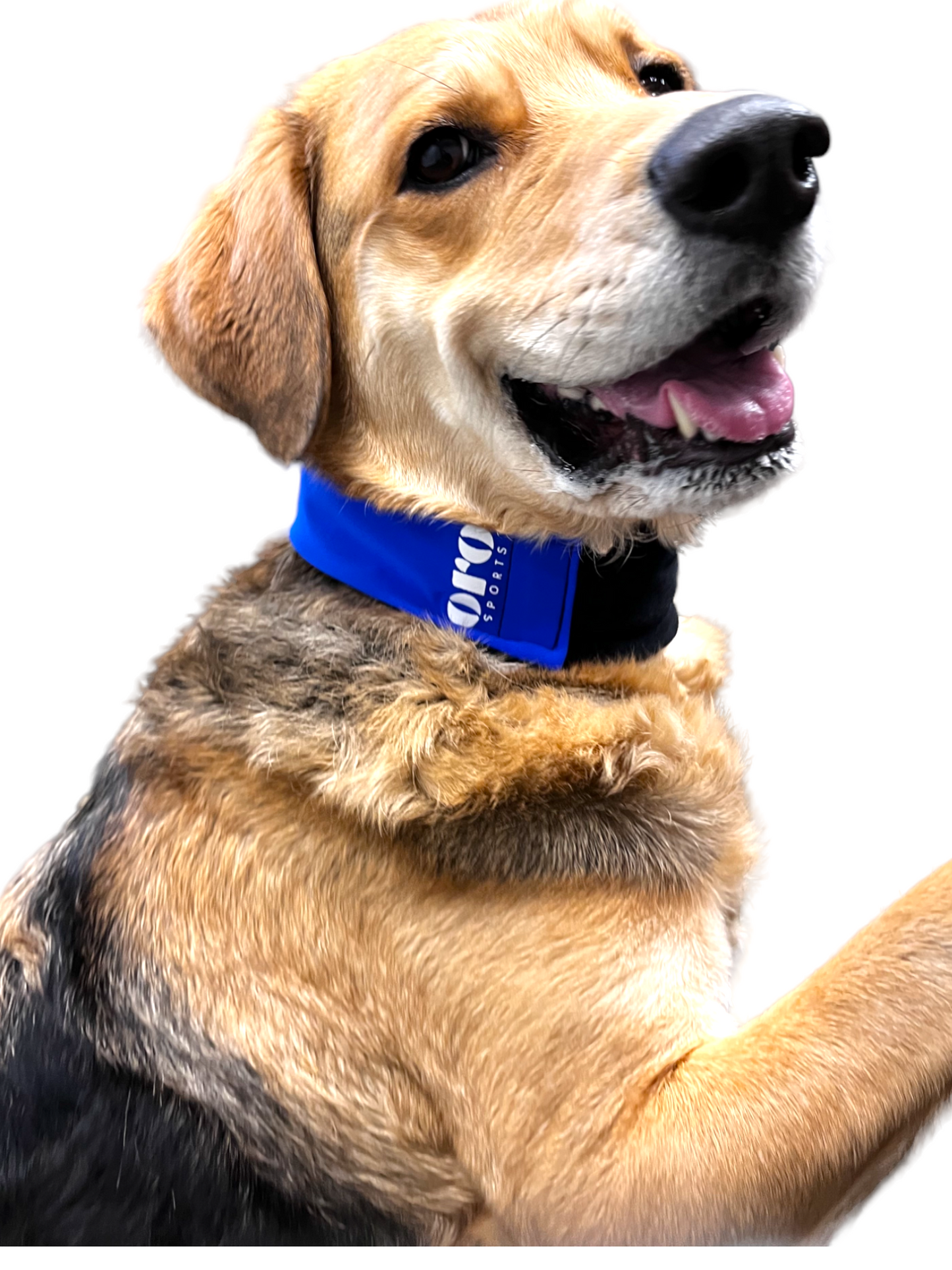 Royal Cooling Collar for Dogs 3