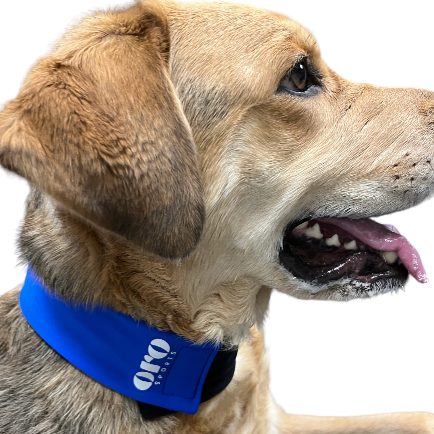 Close up of Royal Cooling Collar for Dogs 