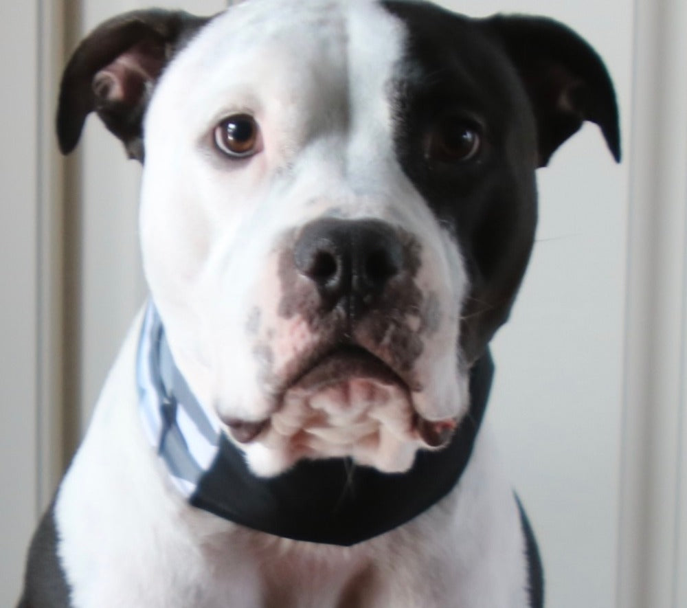 CoolPup™ Cooling Bands